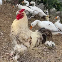 خروس برهما دورگه