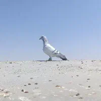 شامی کرمونی کاکلی ،سینه سیاه ماده|پرنده|مشهد, آزادشهر|دیوار