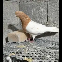 کبوترطوقی کله زردودم سفید سینه ای|پرنده|میانه, |دیوار