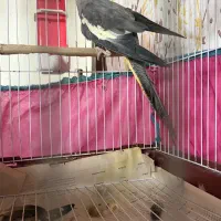 طوطی عروس دوعدد با قفس|پرنده|رشت, سلیمانداراب|دیوار