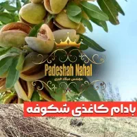 فروش نهال بادام یارانه ای زیر نظر جهاد کشاورزی|خدمات باغبانی و درختکاری|میاندوآب, |دیوار