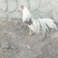 خروس یوکوهاما و مرغ و خروس ایام سمانی