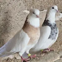 کبوتر طوقی و پلاکی