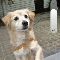 بیستی|سگ|اهر, |دیوار