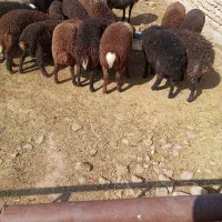 بره|حیوانات مزرعه|بوئین زهرا, |دیوار