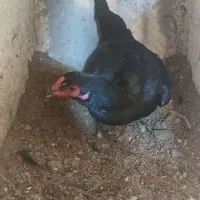 لاری|حیوانات مزرعه|هشتگرد, تهران دشت|دیوار