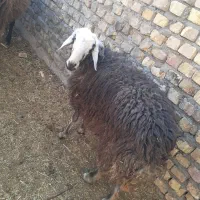 گوشت بره درجه یک|خوردنی و آشامیدنی|شاهین‌شهر, فردوسی|دیوار