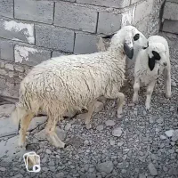 میش و بره محلی راور