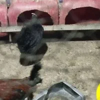 مرغ کرک|حیوانات مزرعه|برازجان, |دیوار