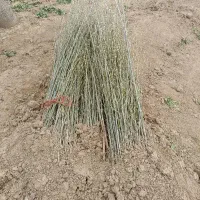 کبوده ۱ساله ارگانیک