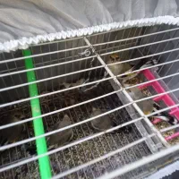 سهره قفسی رام نر بخون