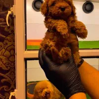 توی پودل اصیل از مولدین وارداتی