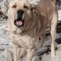 واگذاری توله سرابی سروکله دار