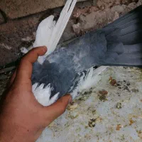 دمب سبز|پرنده|شیراز, میرزاکوچک خان|دیوار