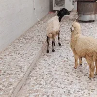 گوسفند بز بره حمیدیه