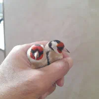 سهره نر|پرنده|کنگاور, |دیوار