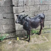 ورزا کوله چالوسی