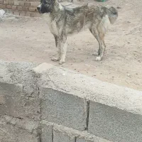 ماده خراسانی|سگ|شیروان (خراسان), |دیوار