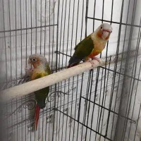 جفت گرینچیک آناناسی رد مولد|پرنده|اهواز, کمپلو جنوبی|دیوار