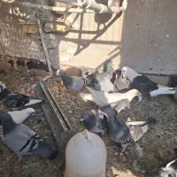 پلاکی|پرنده|اهواز, کوی ایثار|دیوار