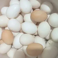 تخم مرغ محلی