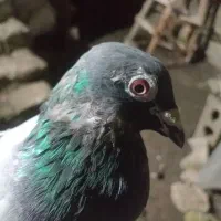 دوعدد کفتر نر دونه ای 200تومن|پرنده|ماسال, |دیوار