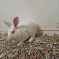 خرگوش نر|موش و خرگوش|بم, |دیوار