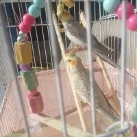 عروس هلندی