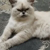 گمشده|گربه|چابهار, |دیوار