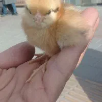 جوجه رنگی جوجه اردک جوجه گلپایگان جوجه مرغ خروس|حیوانات مزرعه|نیشابور, ابراهیمی|دیوار