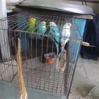 دو جفت مرغ عشق دونه ای ۱۵۰ تومان