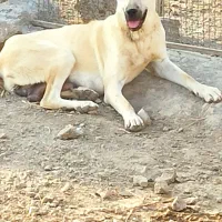 سگ سرابی ماده ۳ ساله