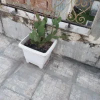 گلدان بزرگ با خاک جنگل و کاکتوس مثمر