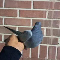 جوجه سبز دم سفید|پرنده|قم, حاج زینل|دیوار