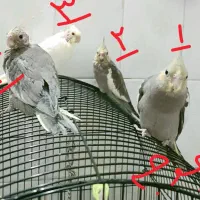 عروس هلندی  همه مدل همه نژاد