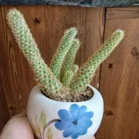 گلهای خانگی|گل و گیاه طبیعی|نیشابور, شریعتی|دیوار