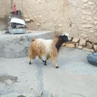 بزغاله نر