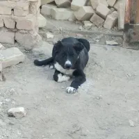 سگ قهدریجونی