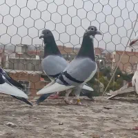 کبوترای مسافتی