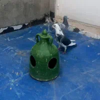 کبوتر جا ندارم زود میفروشم پرشی و آتم