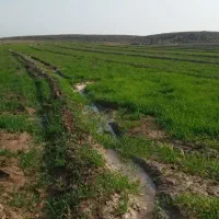 فروش زمین کشاورزی|فروش دفتر صنعتی، کشاورزی، تجاری|پلدشت, |دیوار