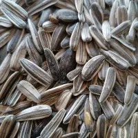 تخمه|خوردنی و آشامیدنی|سنقر, |دیوار