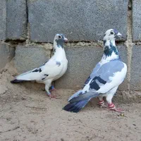 کبوترپلنگ سبزعطیقه وآس قوچان