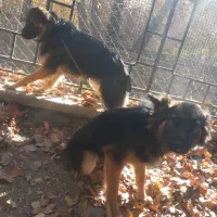 سگ ژرمن شیبر اصل نر و ماده