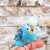 جوجه مرغ عشق تازه دونخور و انگلیسی سرلاکی