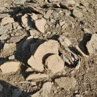 پهن گاووگوسفند