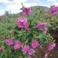 نهال گل محمدی اصل