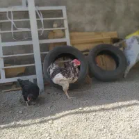 مرغ خروس گلین