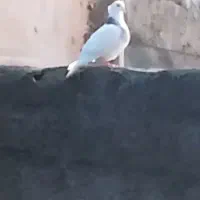 گمشده کبوتر طوقی ماده