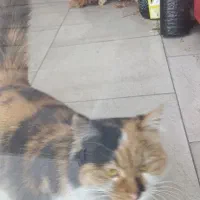 واگذاری گربه نژاد دار رایگان